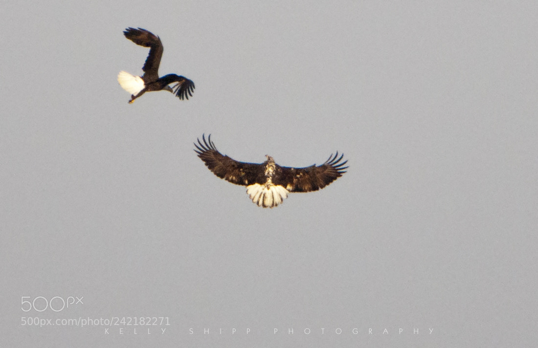 Nikon D300S sample photo. "sizing up in flight" photography