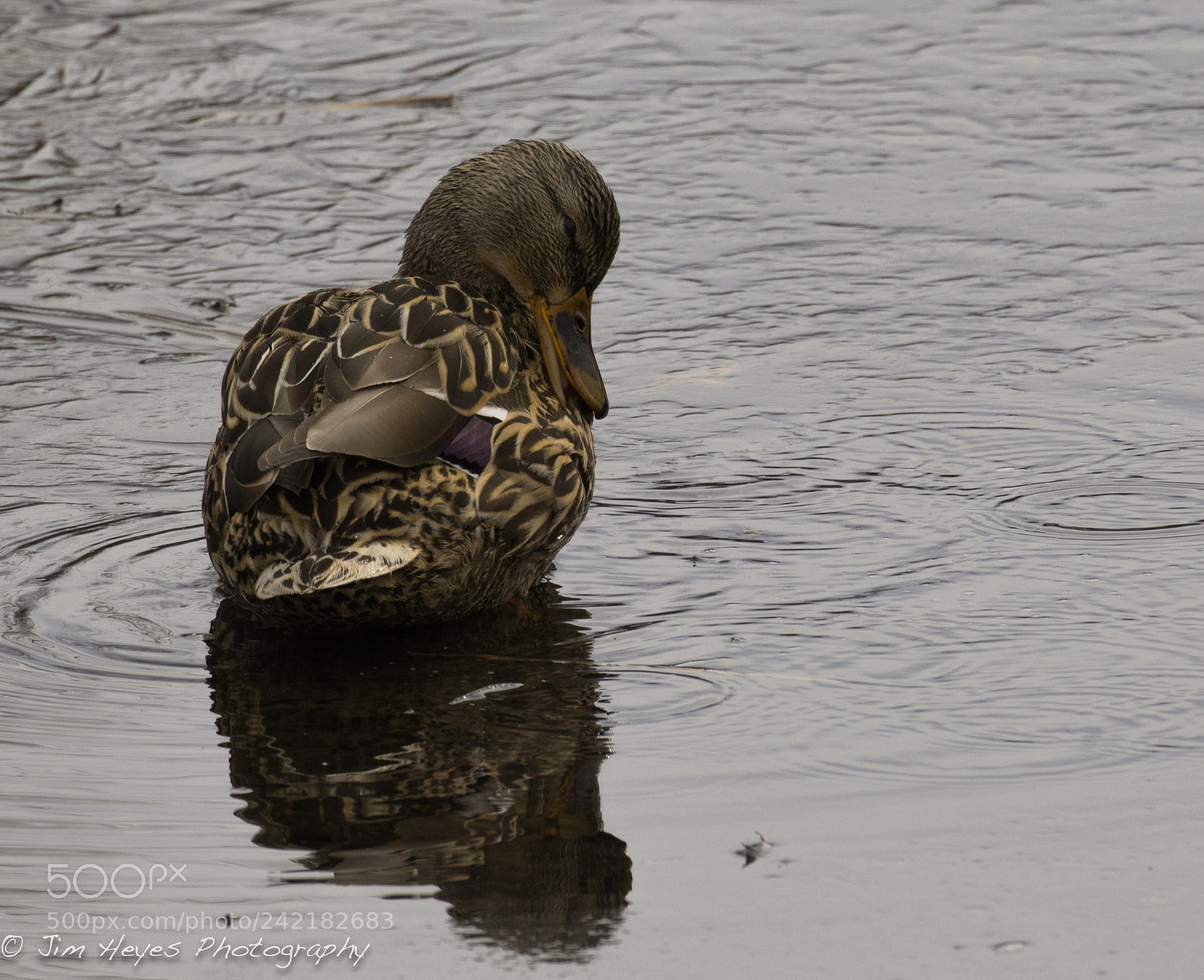 Canon EOS 7D Mark II sample photo. Female mallard preening photography