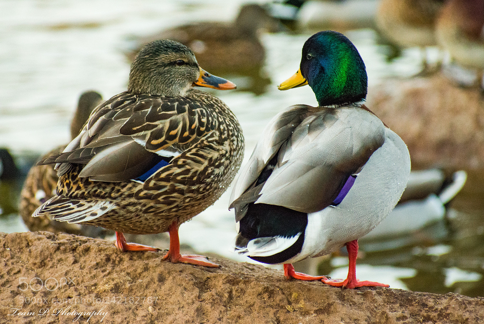 Nikon D3400 sample photo. I know, i told photography