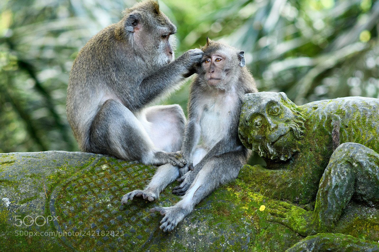 Nikon D7500 sample photo. Care photography
