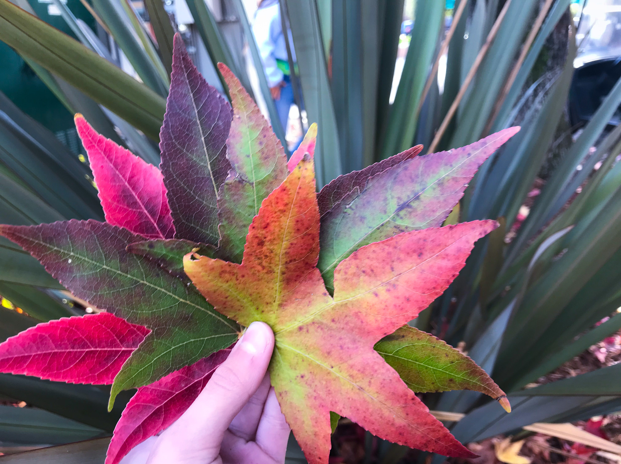 Apple iPad Pro (10.5-inch) sample photo