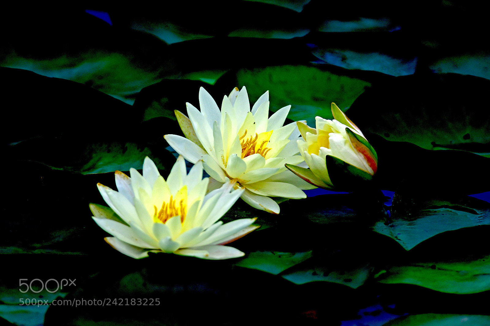 Nikon D500 sample photo. Cce dfa bca photography