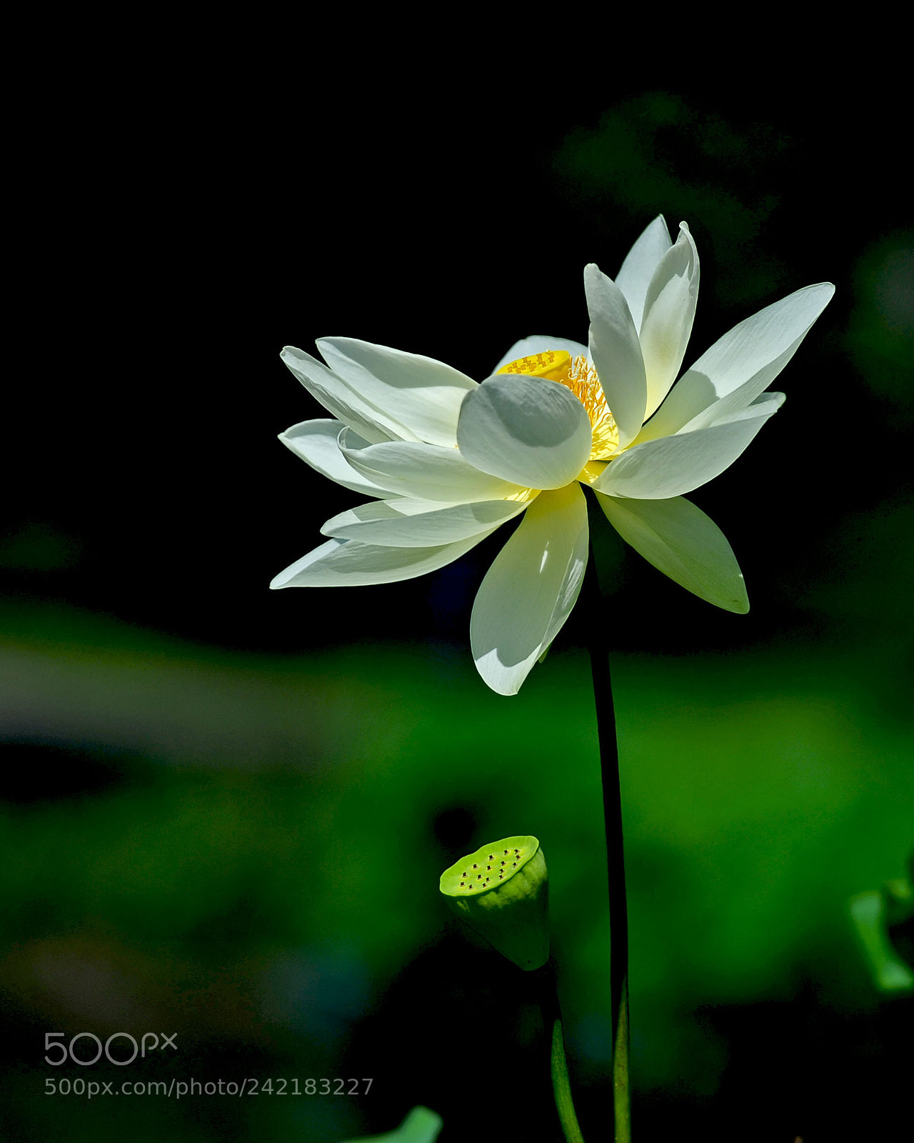 Nikon D700 sample photo. Faadc fb af aafe photography