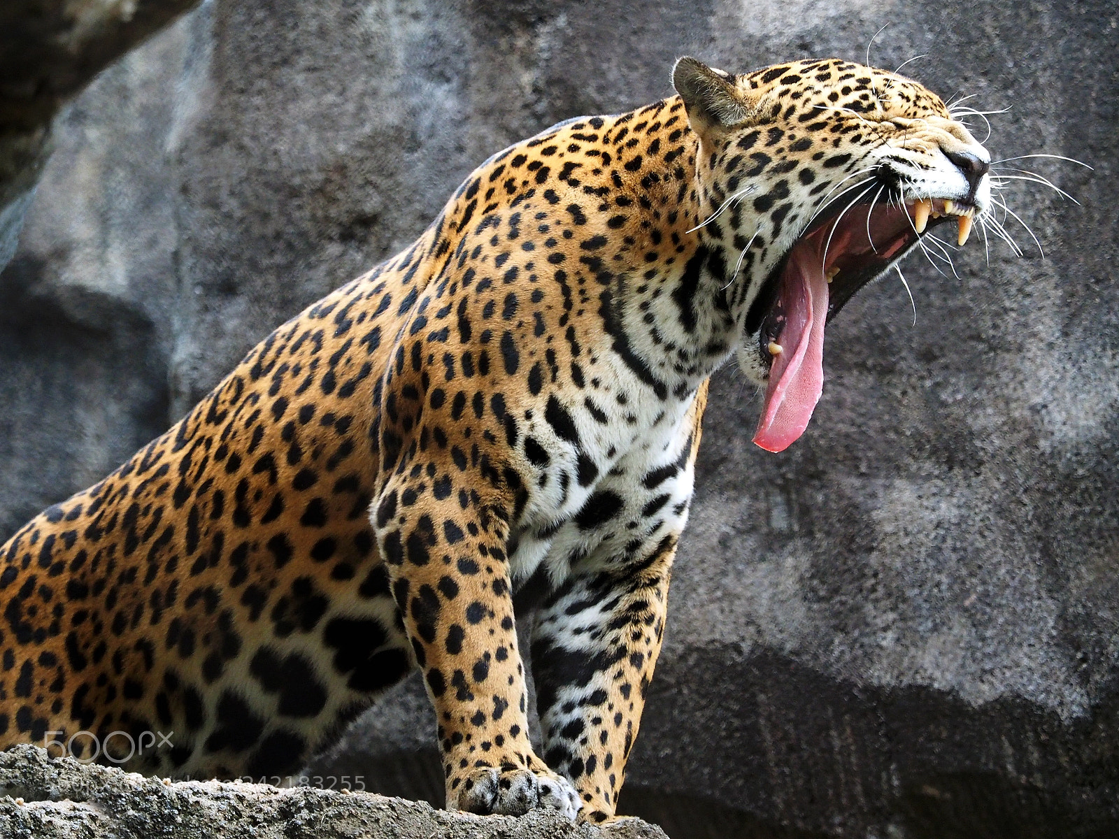 Olympus OM-D E-M1 sample photo. The biggest of yawns photography