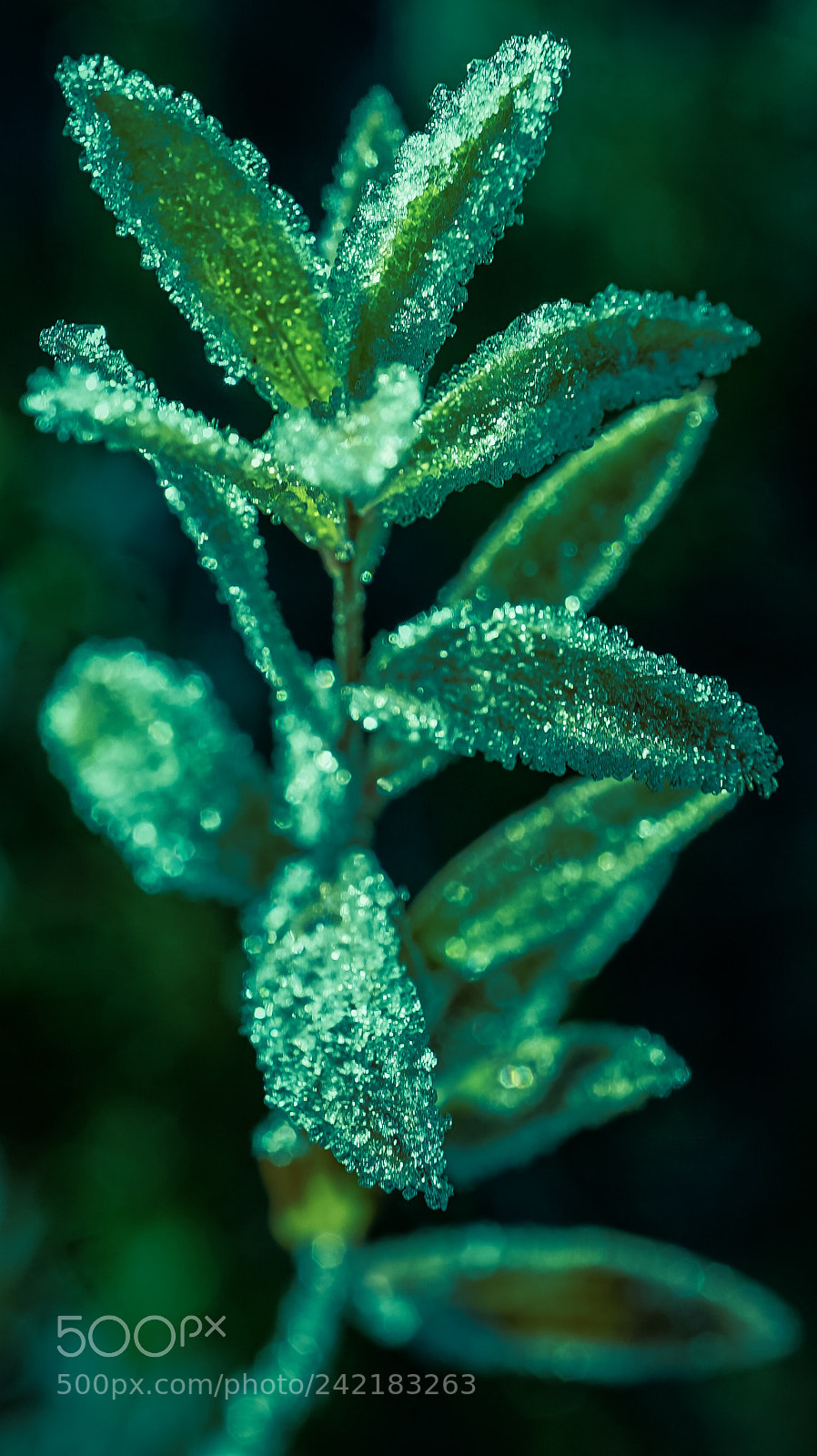 Sony a7 II sample photo. Ice green te photography