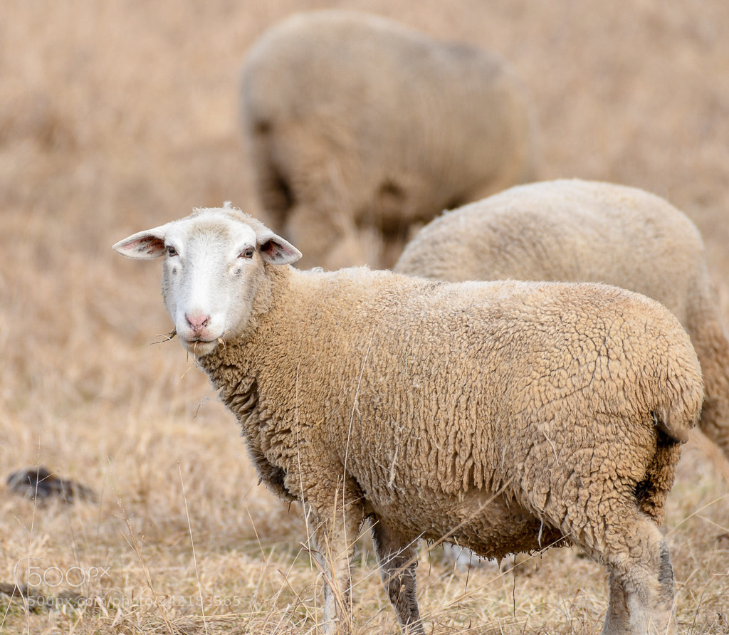 Nikon D500 sample photo. Sheep photography