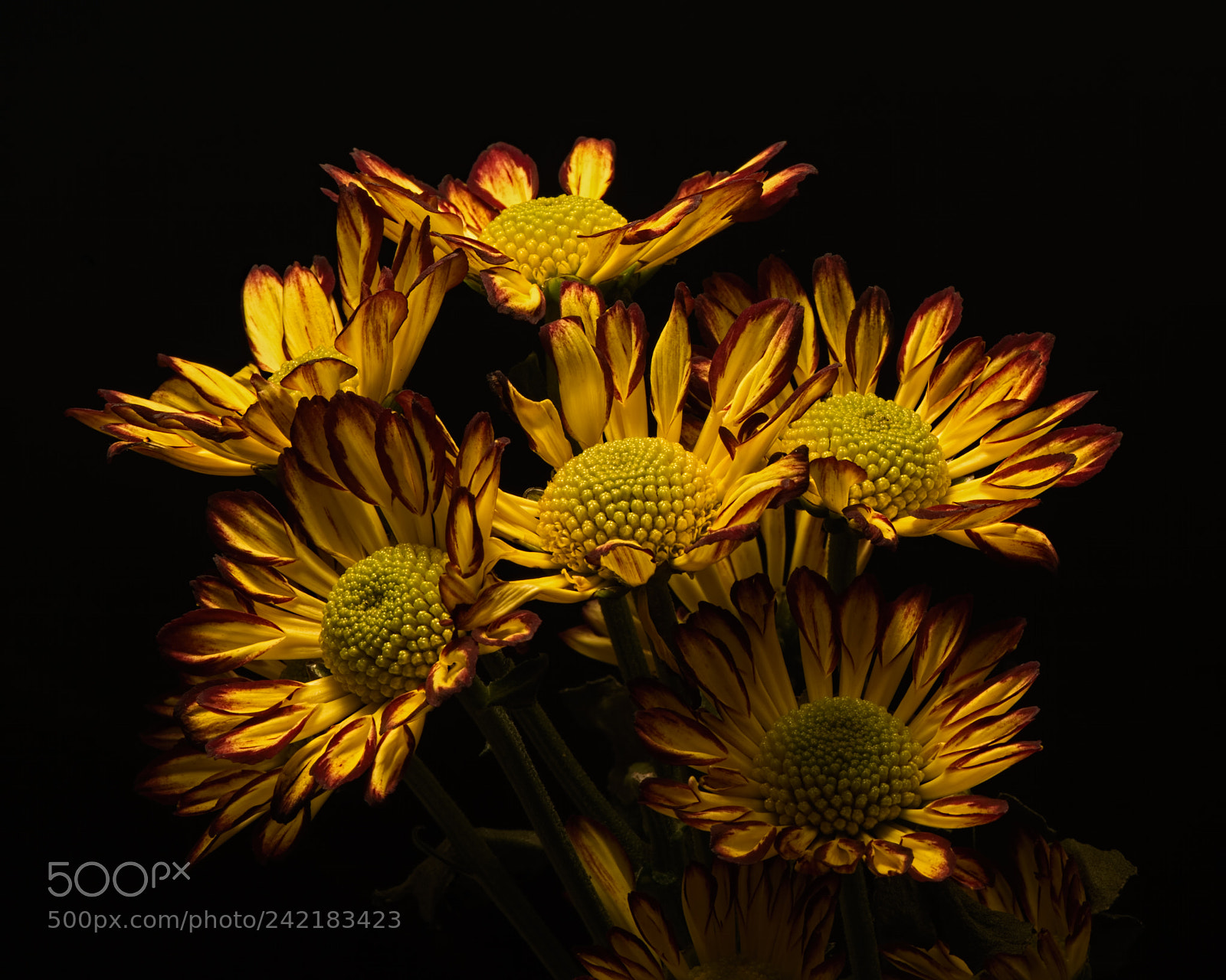 Nikon D810 sample photo. Red and yellow mums 1112 photography