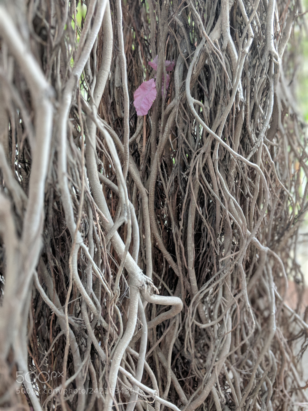 Google Pixel 2 sample photo. Indian vad tree photography