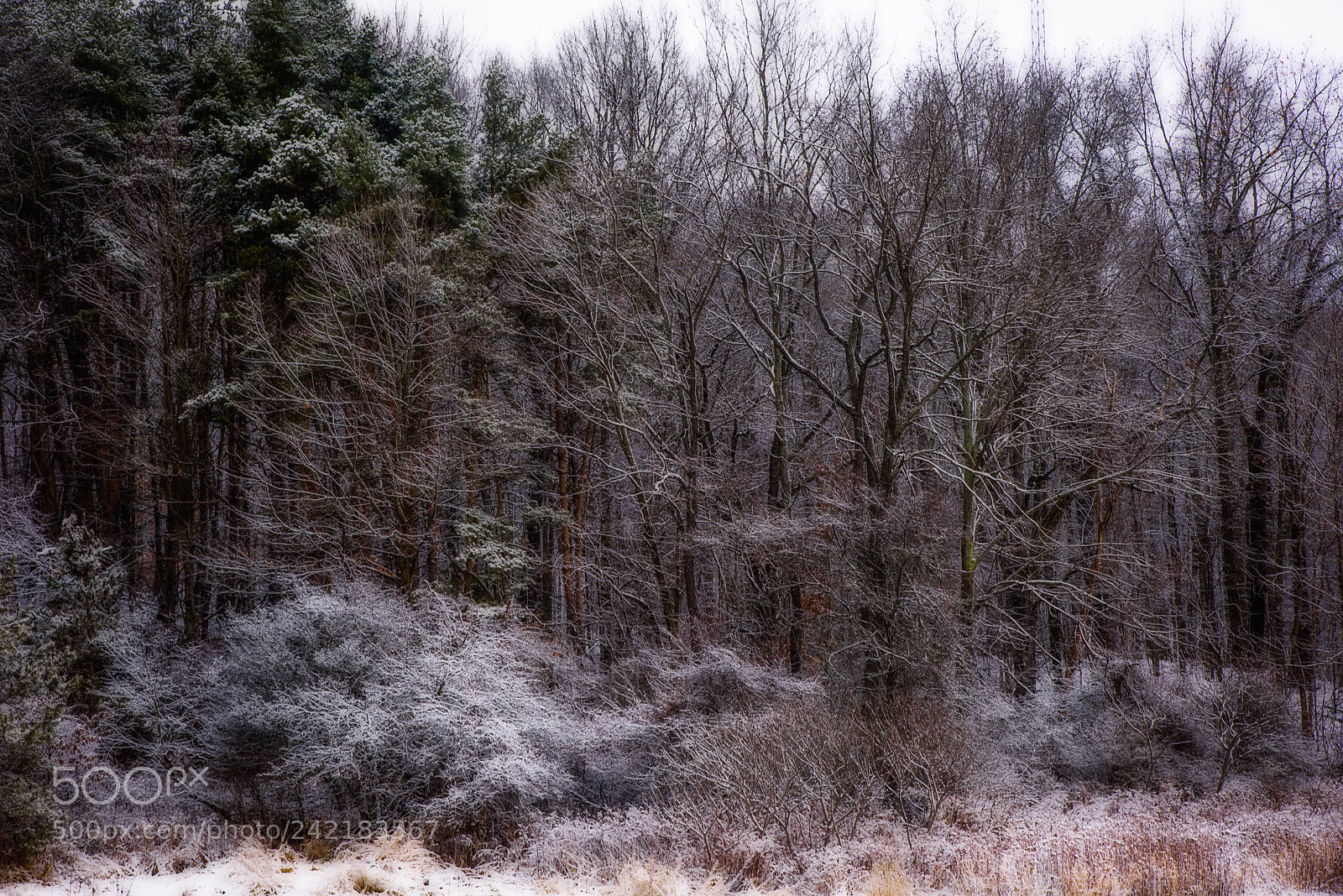 Nikon D810 sample photo. Winter snow photography