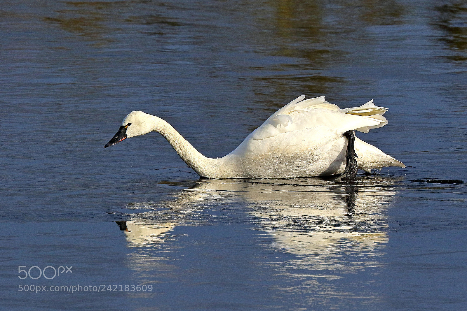 Canon EOS 7D Mark II sample photo. Tundra swan feeding photography