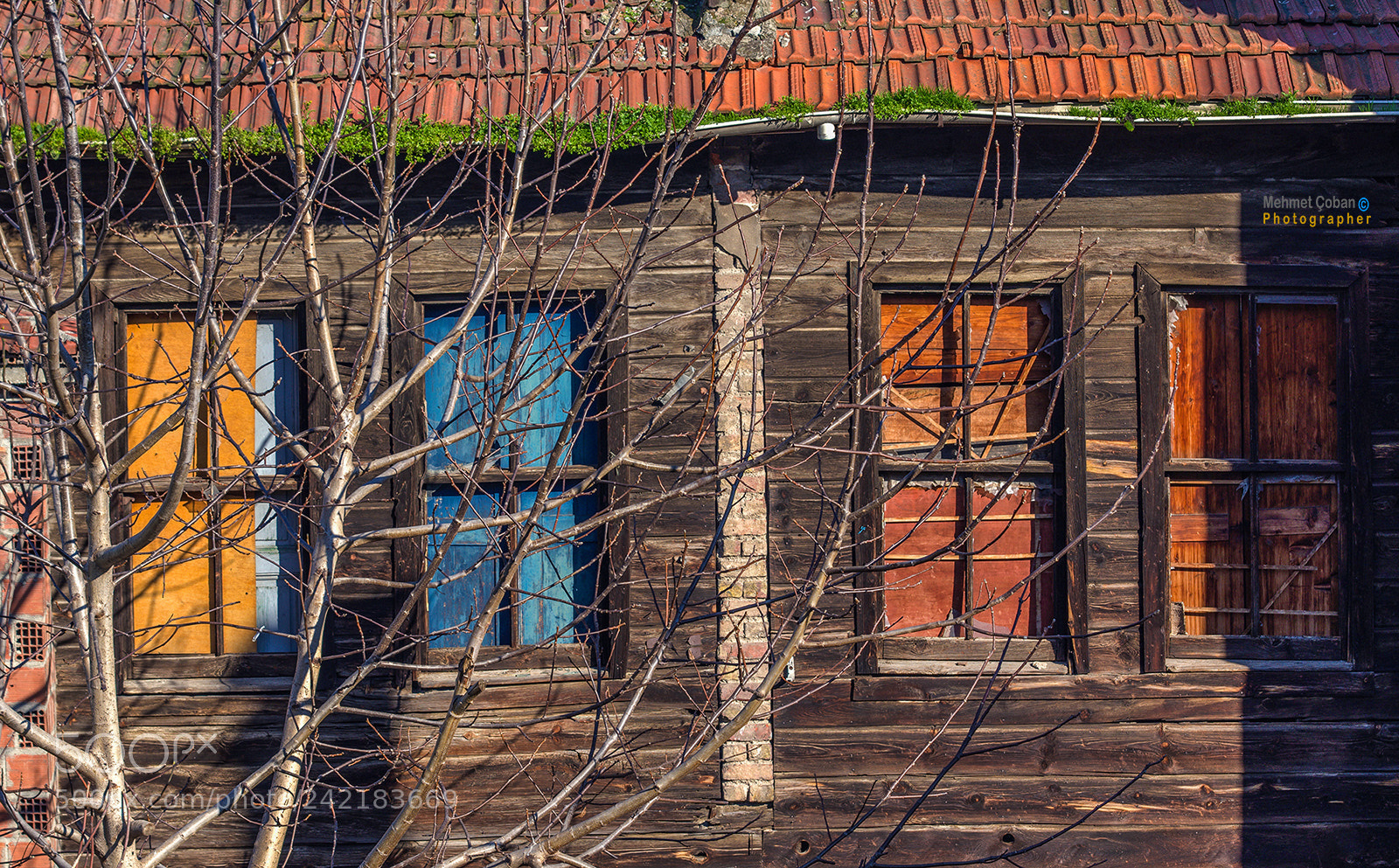 Pentax K-3 II sample photo. They are disappearing now photography