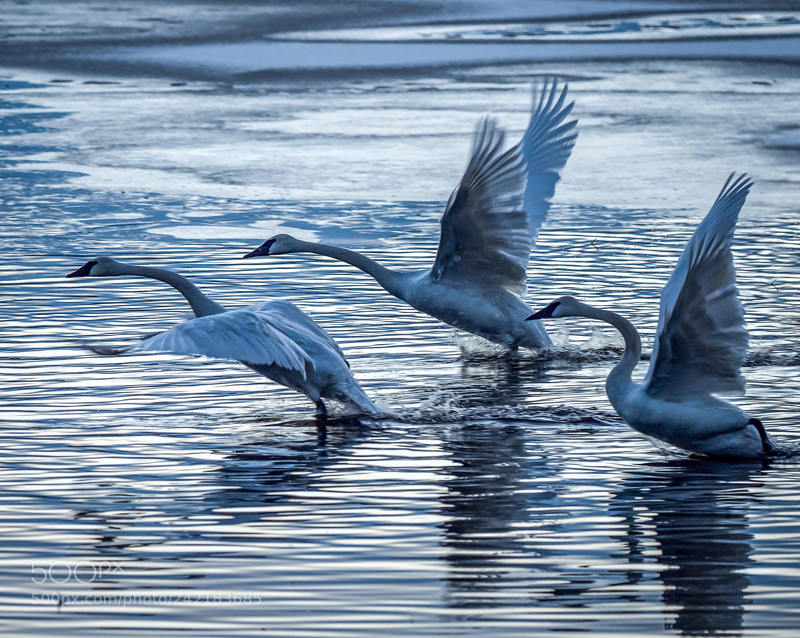 Olympus OM-D E-M1 Mark II sample photo. Trumpeter take-off photography