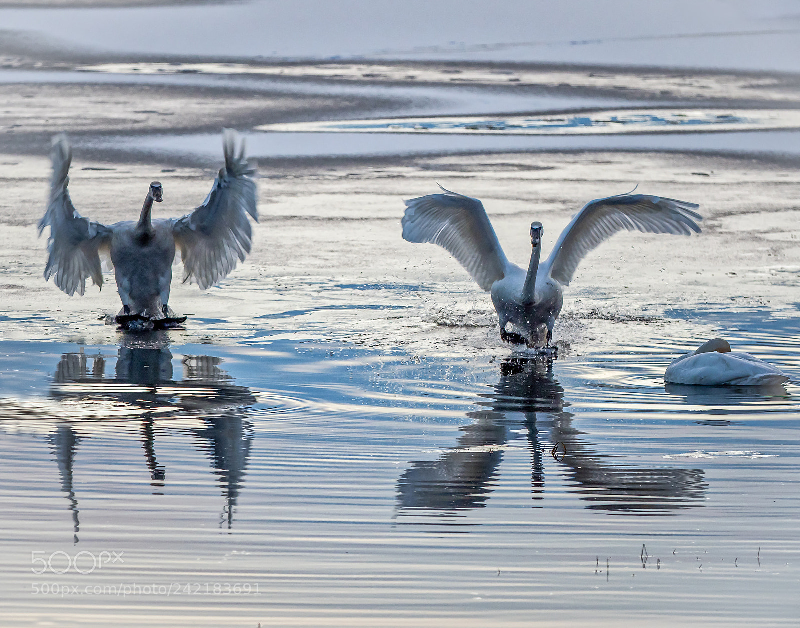 Olympus OM-D E-M1 Mark II sample photo. Incoming trumpeters photography