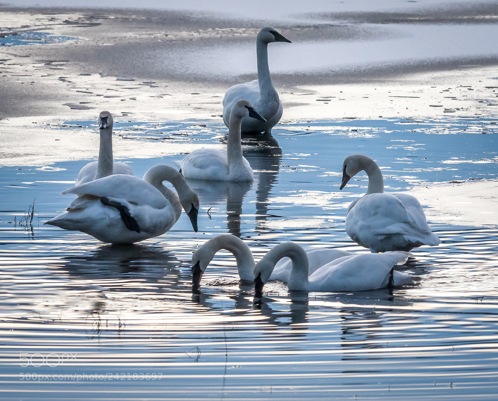 Olympus OM-D E-M1 Mark II sample photo. Swans in a circle photography
