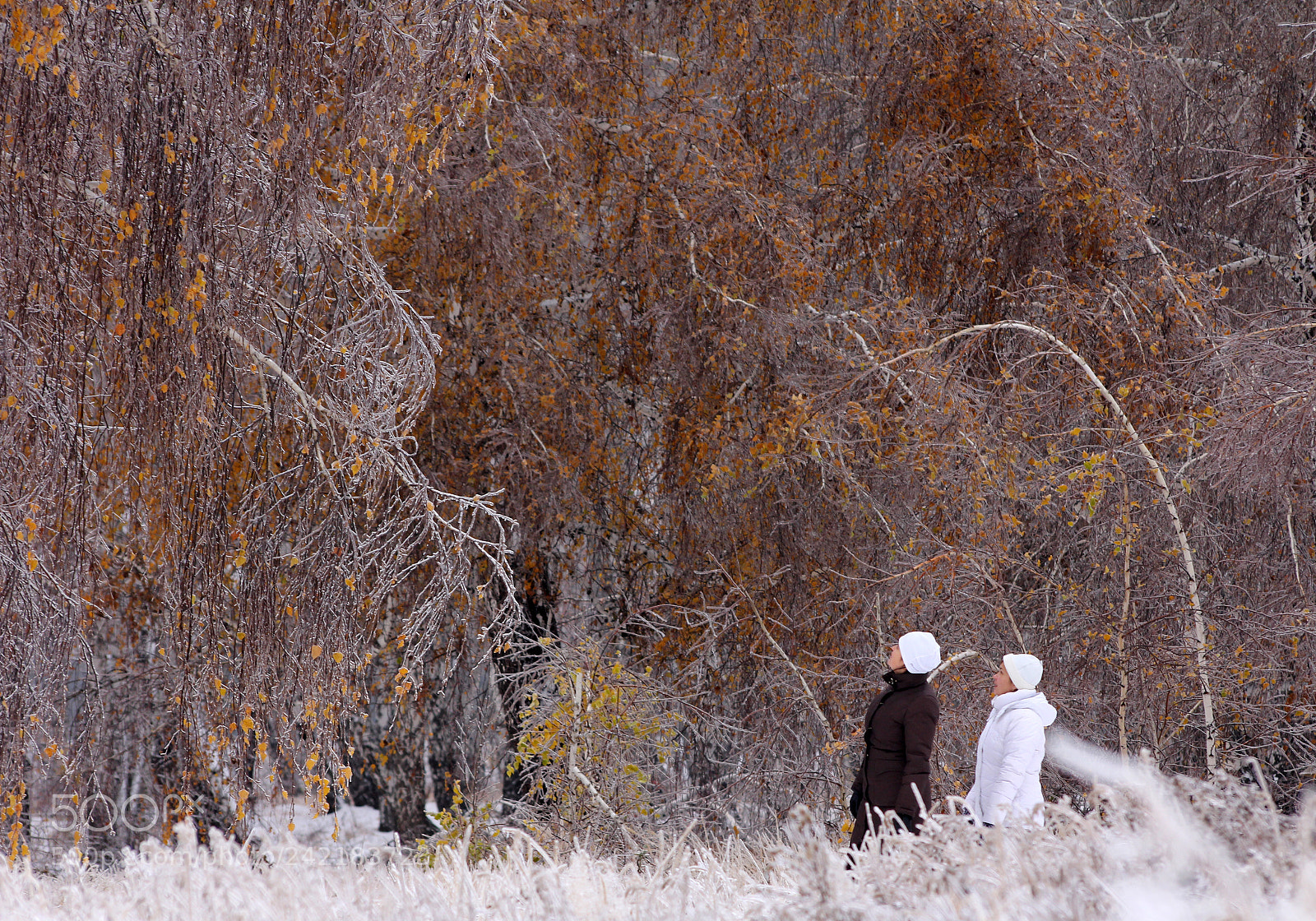 Canon EOS 60D sample photo. Frost photography