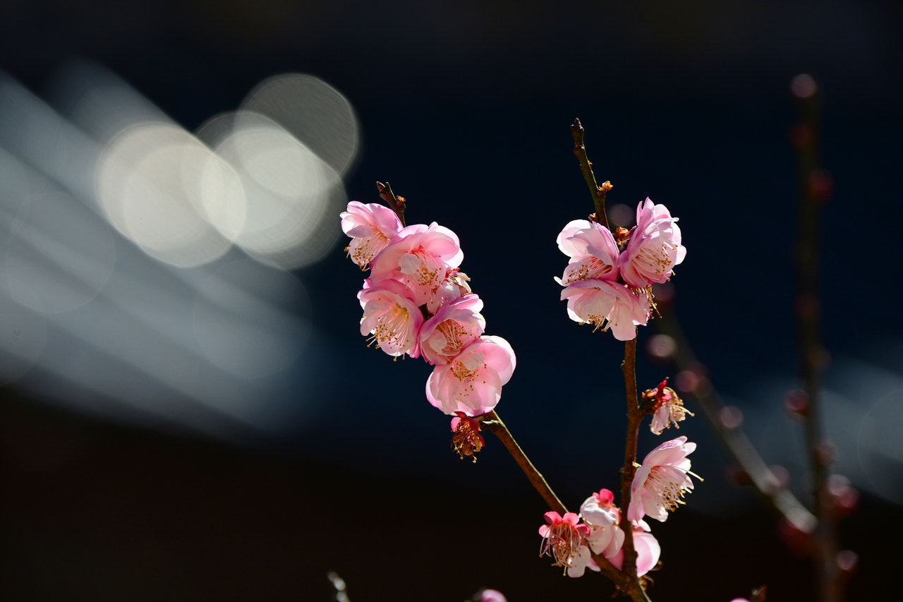 Nikon D800 sample photo