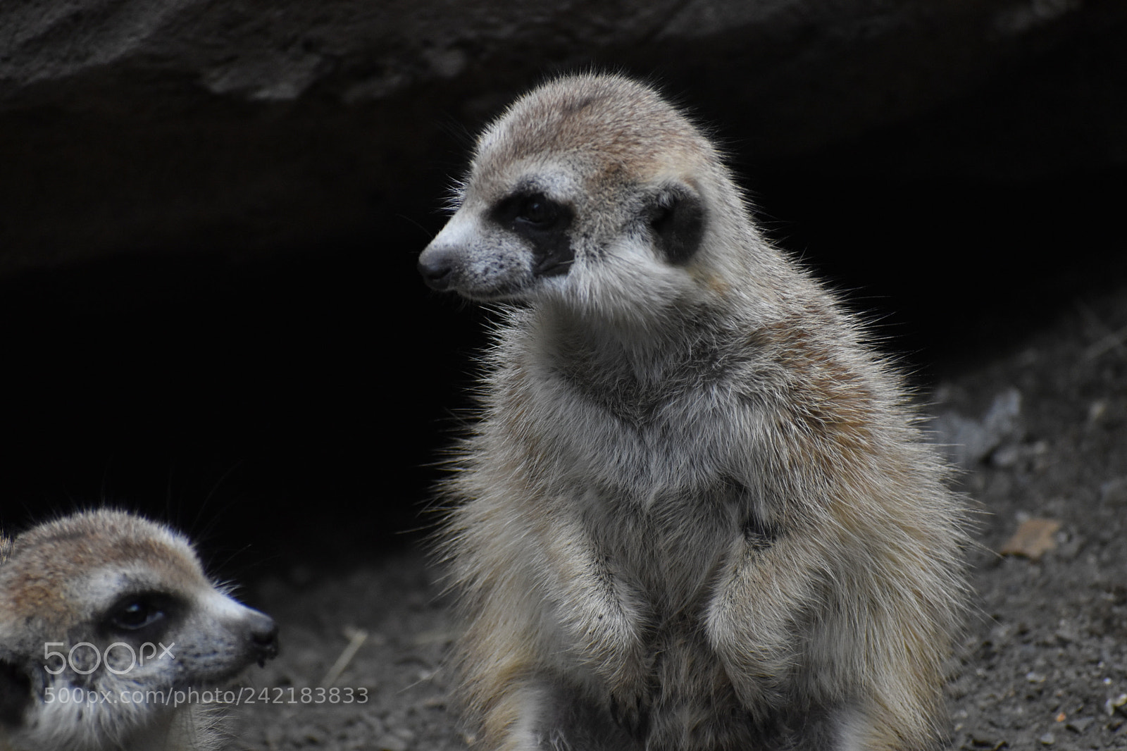 Nikon D5600 sample photo. Meerkats chillin photography