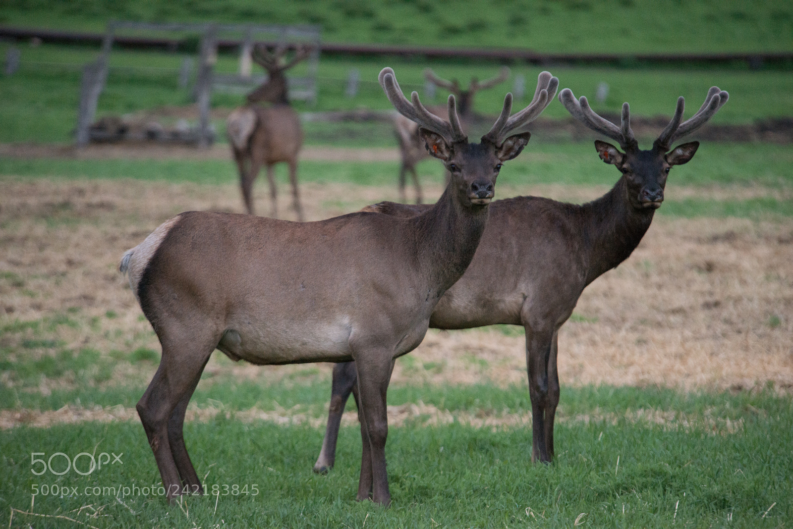 Nikon D800E sample photo. Maral of the altai photography