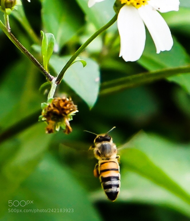 Sony a5100 sample photo. Bee photography