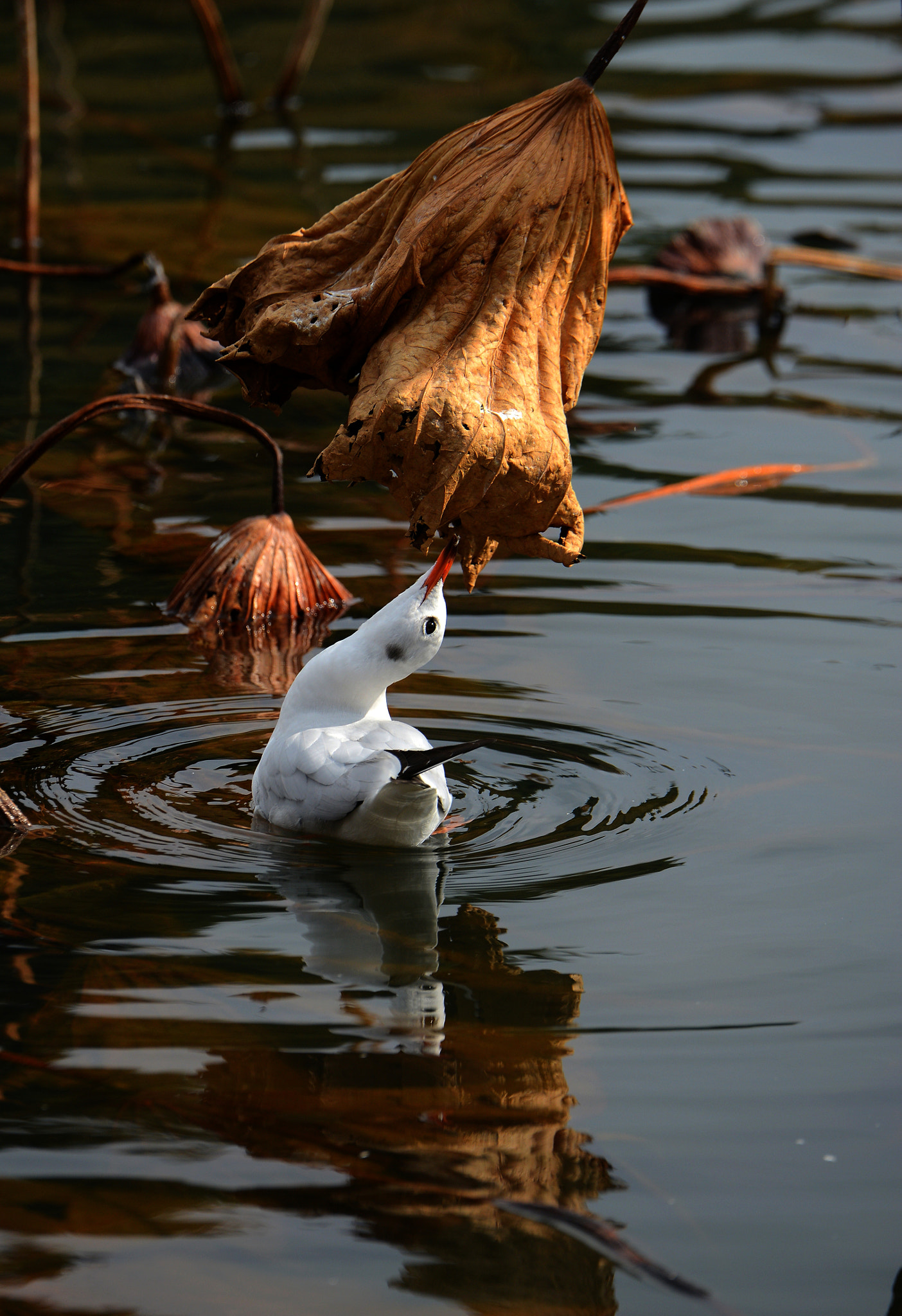 Nikon D800 sample photo