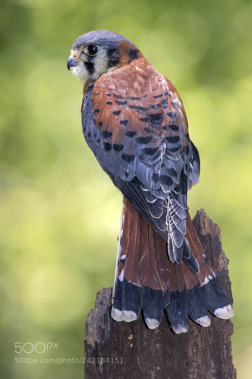 Canon EOS 7D Mark II sample photo. American kestrel on an photography