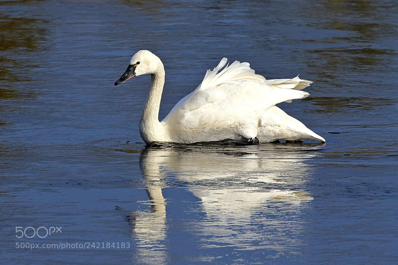Canon EOS 7D Mark II sample photo. Tundra swan reflections photography