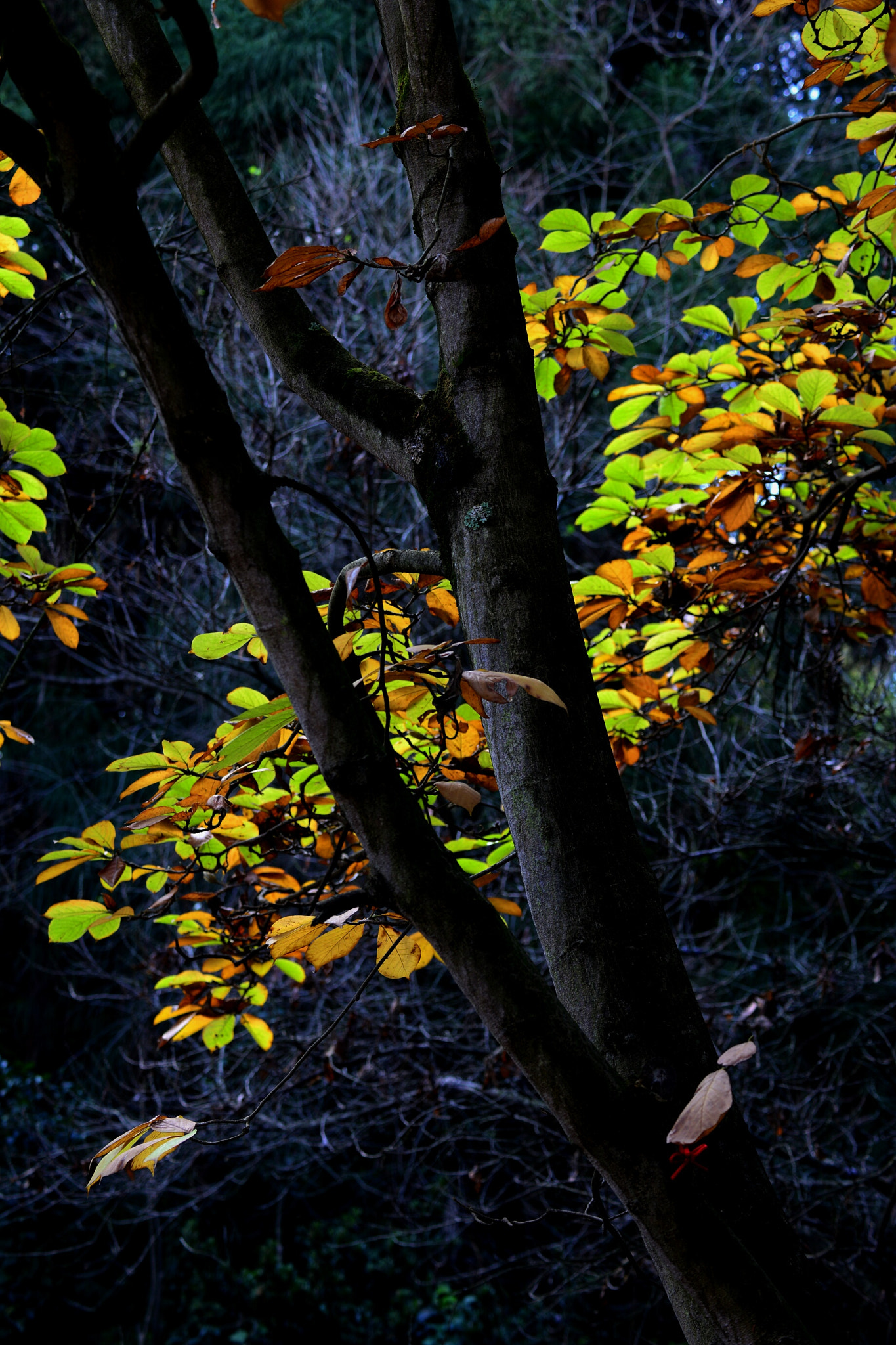 Nikon D800 sample photo