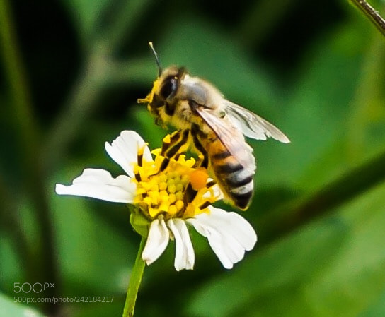 Sony a5100 sample photo. Busy bee photography