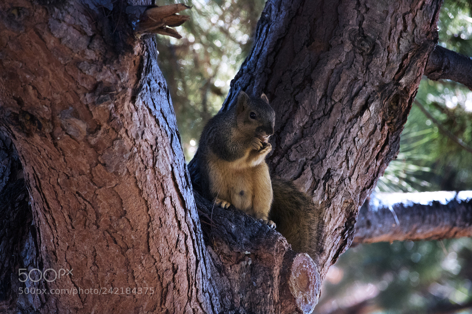 Canon EOS 750D (EOS Rebel T6i / EOS Kiss X8i) sample photo. Squirrel nut photography
