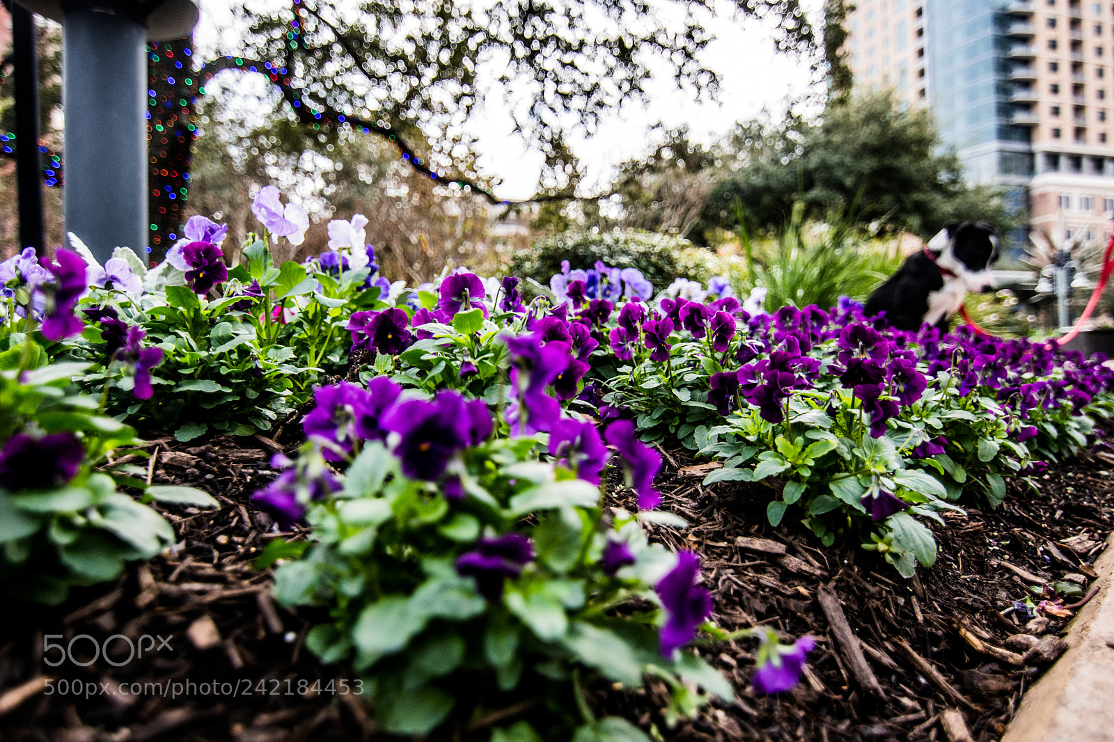 Nikon D500 sample photo. Day in the park photography