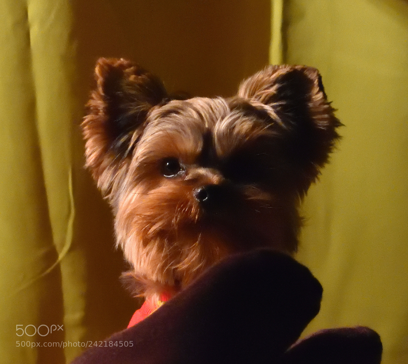 Nikon D7200 sample photo. Ewok mode on photography