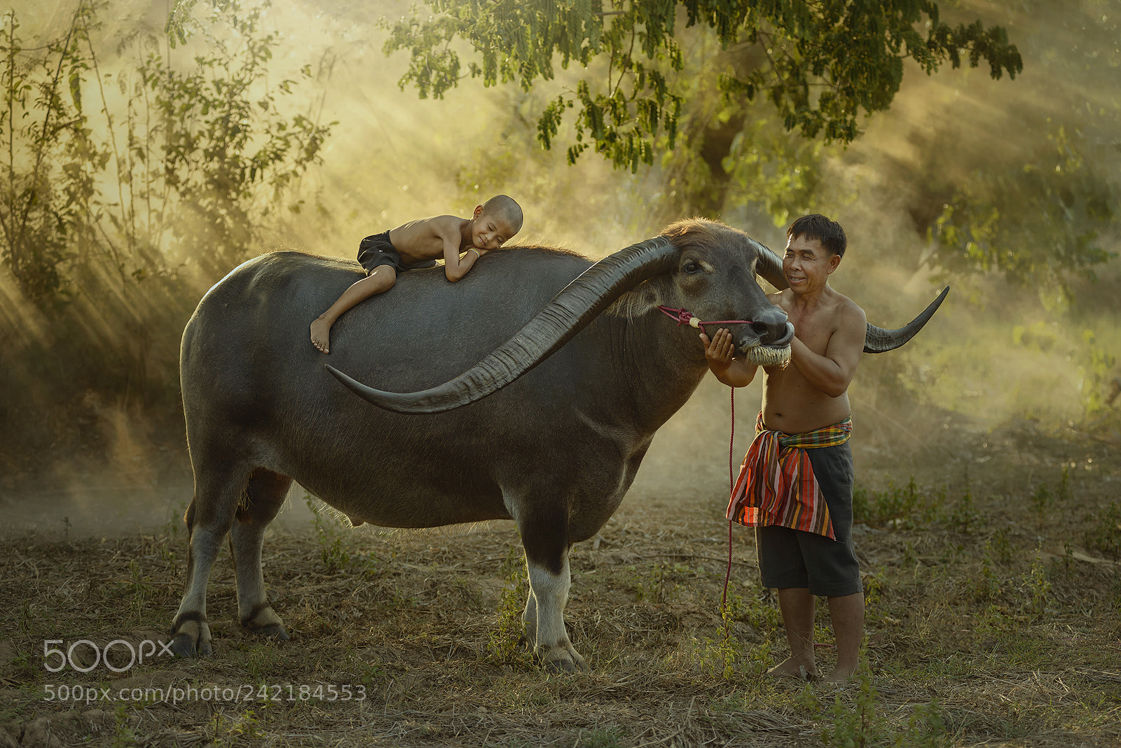 Nikon D800 sample photo. Long horn buffalo,thailand photography