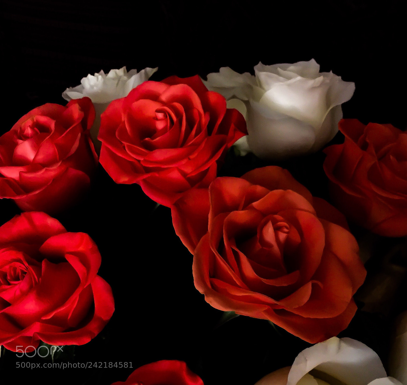 Apple iPhone 6 sample photo. Roses photography