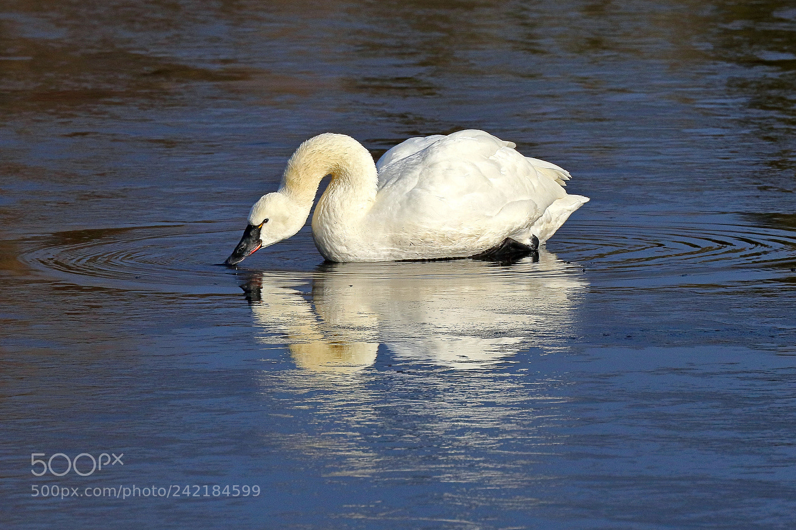 Canon EOS 7D Mark II sample photo. Tundra swan feeding ii photography