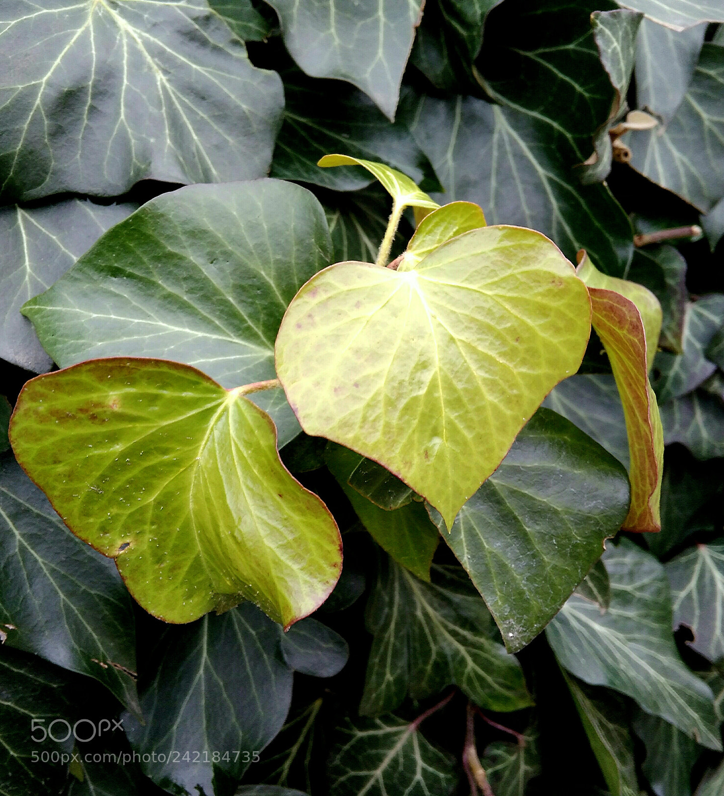 Xiaomi Redmi 4A sample photo. New leaves photography