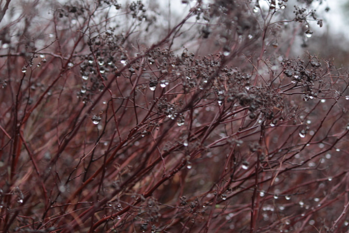 Canon EF-S 55-250mm F4-5.6 IS II sample photo. Forest of red  and water photography