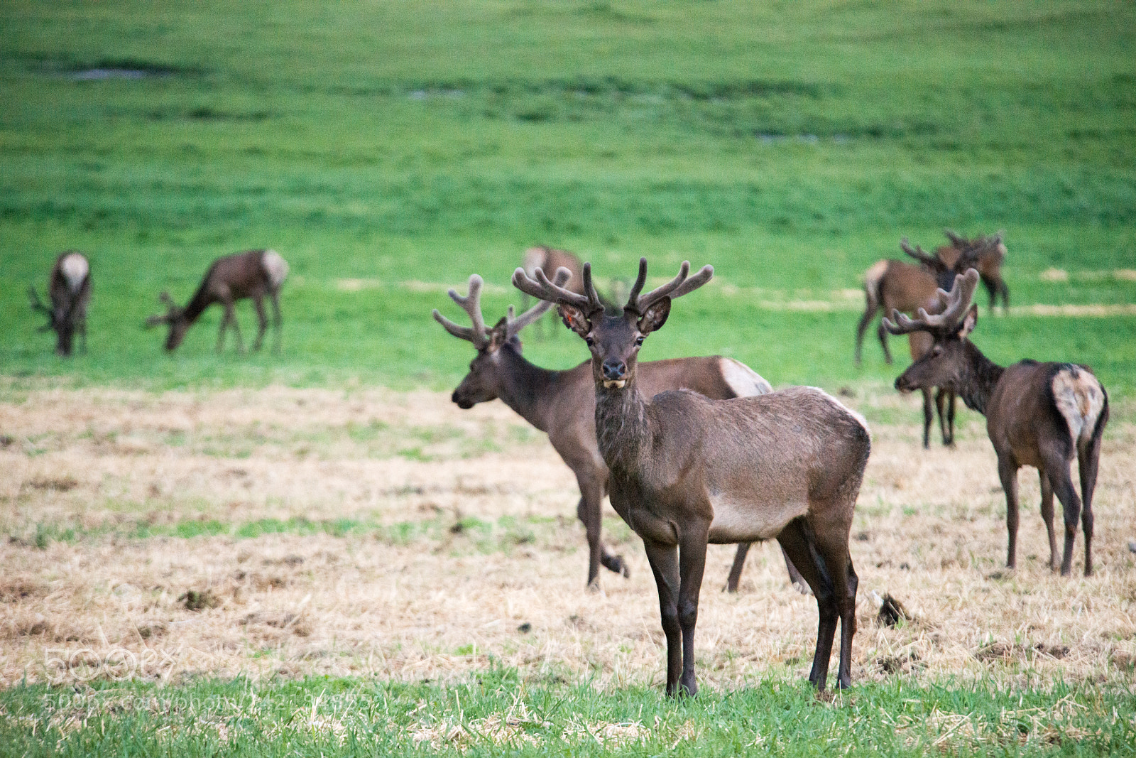 Nikon D800E sample photo. Maral of the altai photography