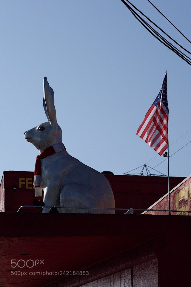Nikon D7200 sample photo. Untitled photography