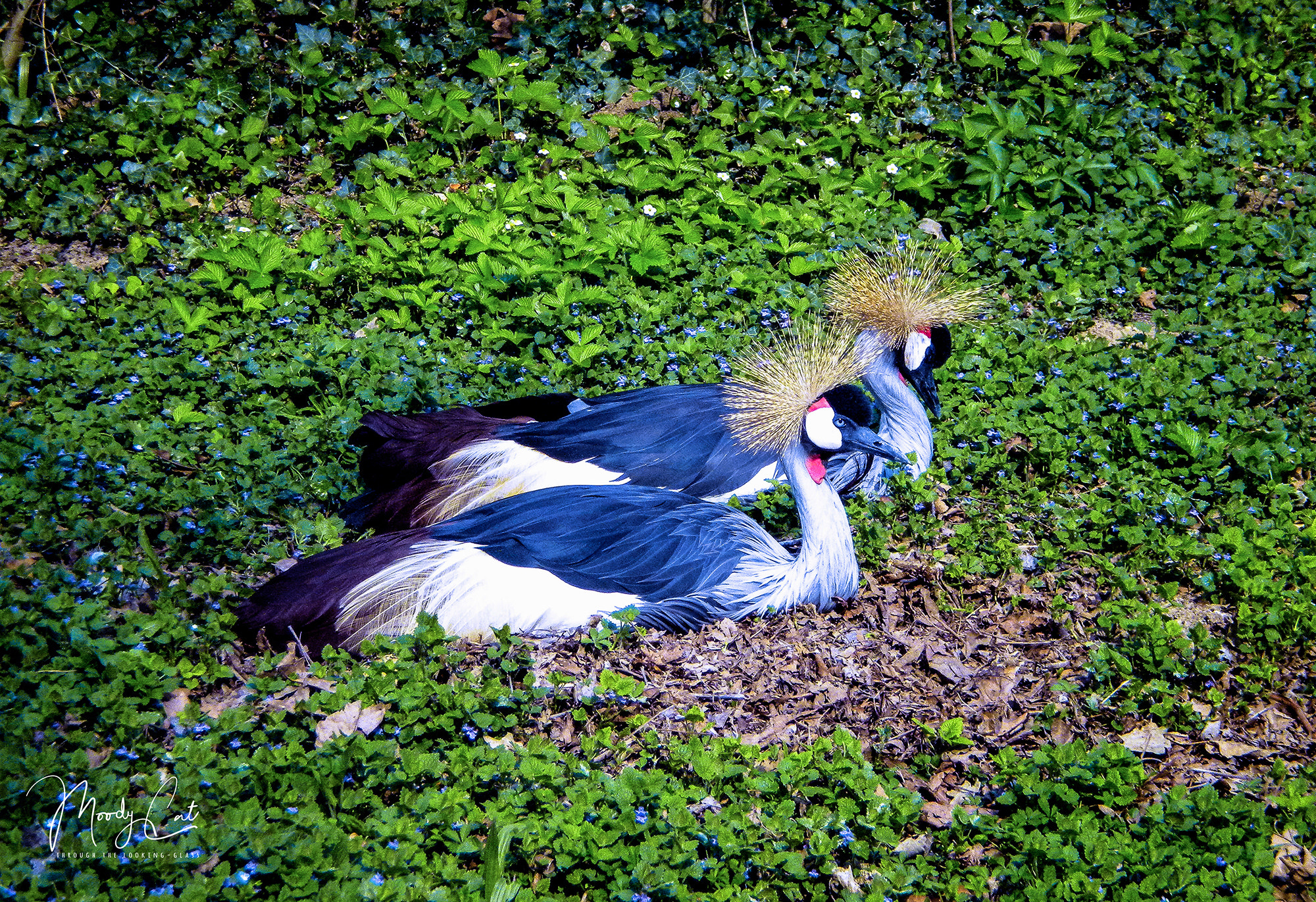 Nikon Coolpix S220 sample photo. Grey crowned crane photography