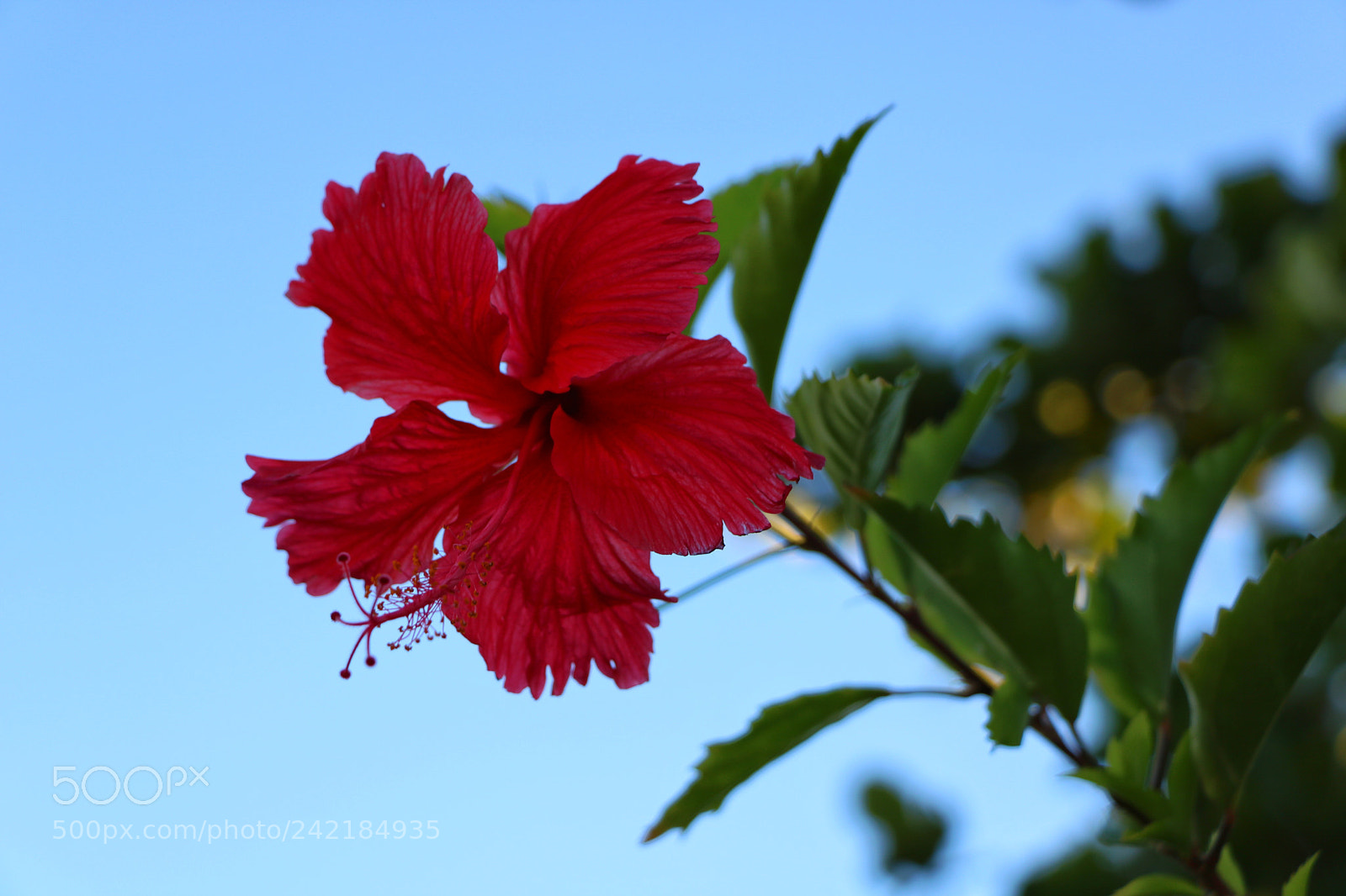 Canon EOS 750D (EOS Rebel T6i / EOS Kiss X8i) sample photo. Red flower photography