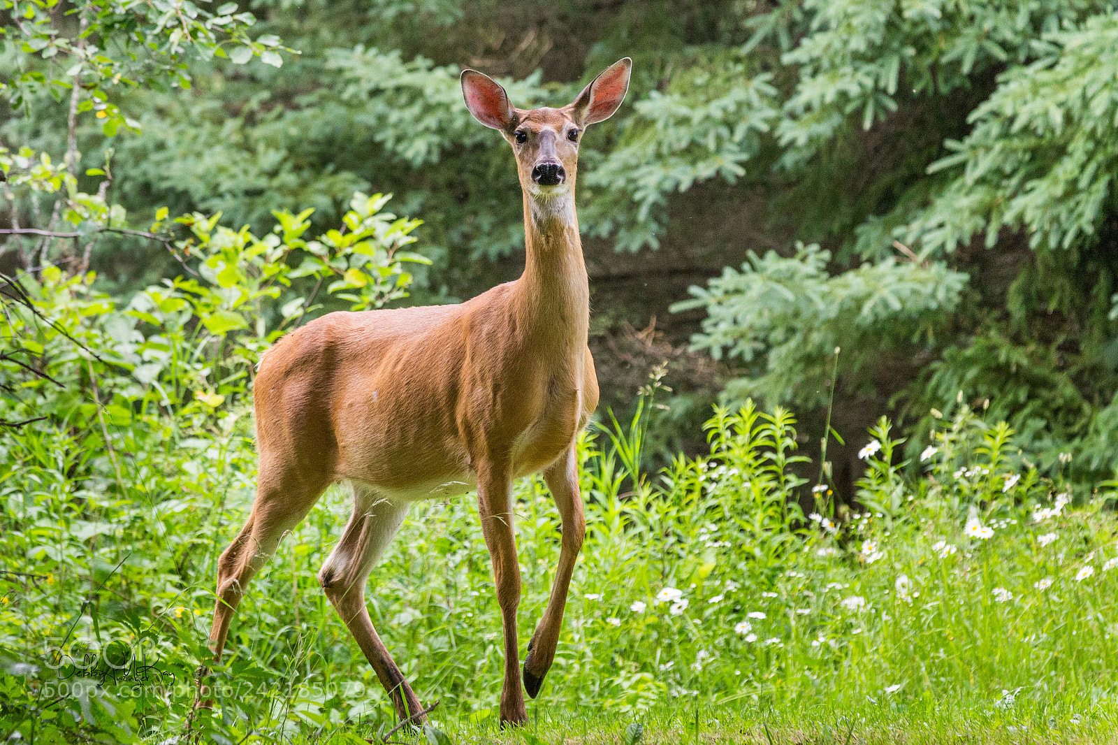 Canon EOS 60D sample photo. White tail deer photography