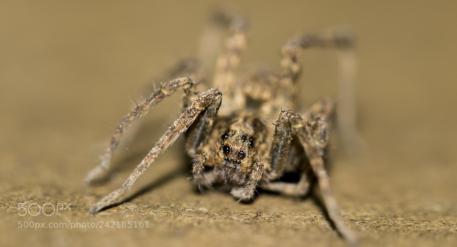 Canon EOS 7D Mark II sample photo. Cute spidy photography