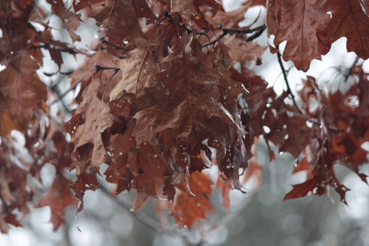 Canon EF-S 55-250mm F4-5.6 IS II sample photo. Raindrops on leaves photography