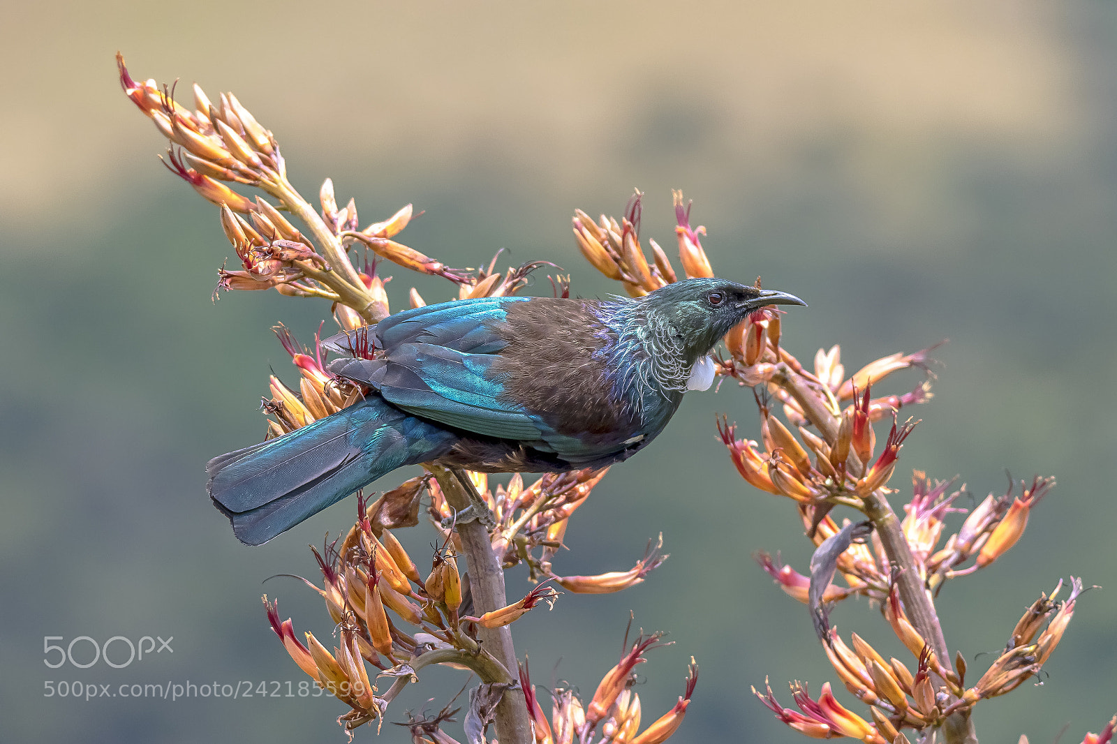 Canon EOS 7D Mark II sample photo. New zealand native tui photography