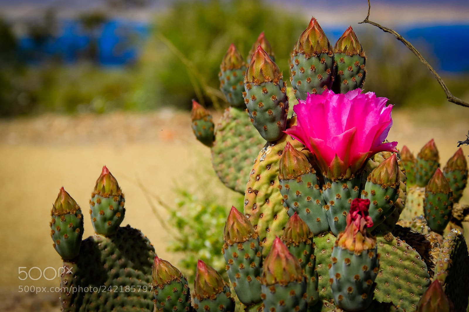 Canon EOS 60D sample photo. Blooming beavertail_1873-2.jpg photography