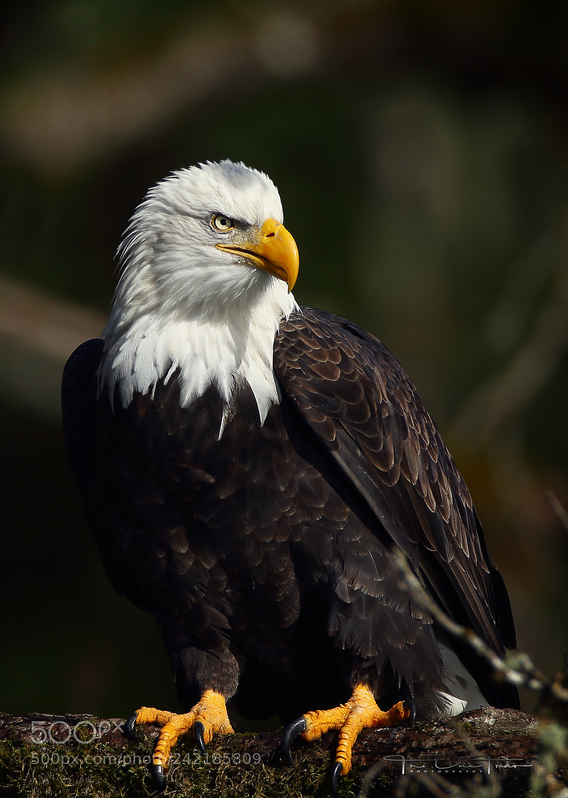 Canon EOS-1D Mark IV sample photo. Bald eagle photography