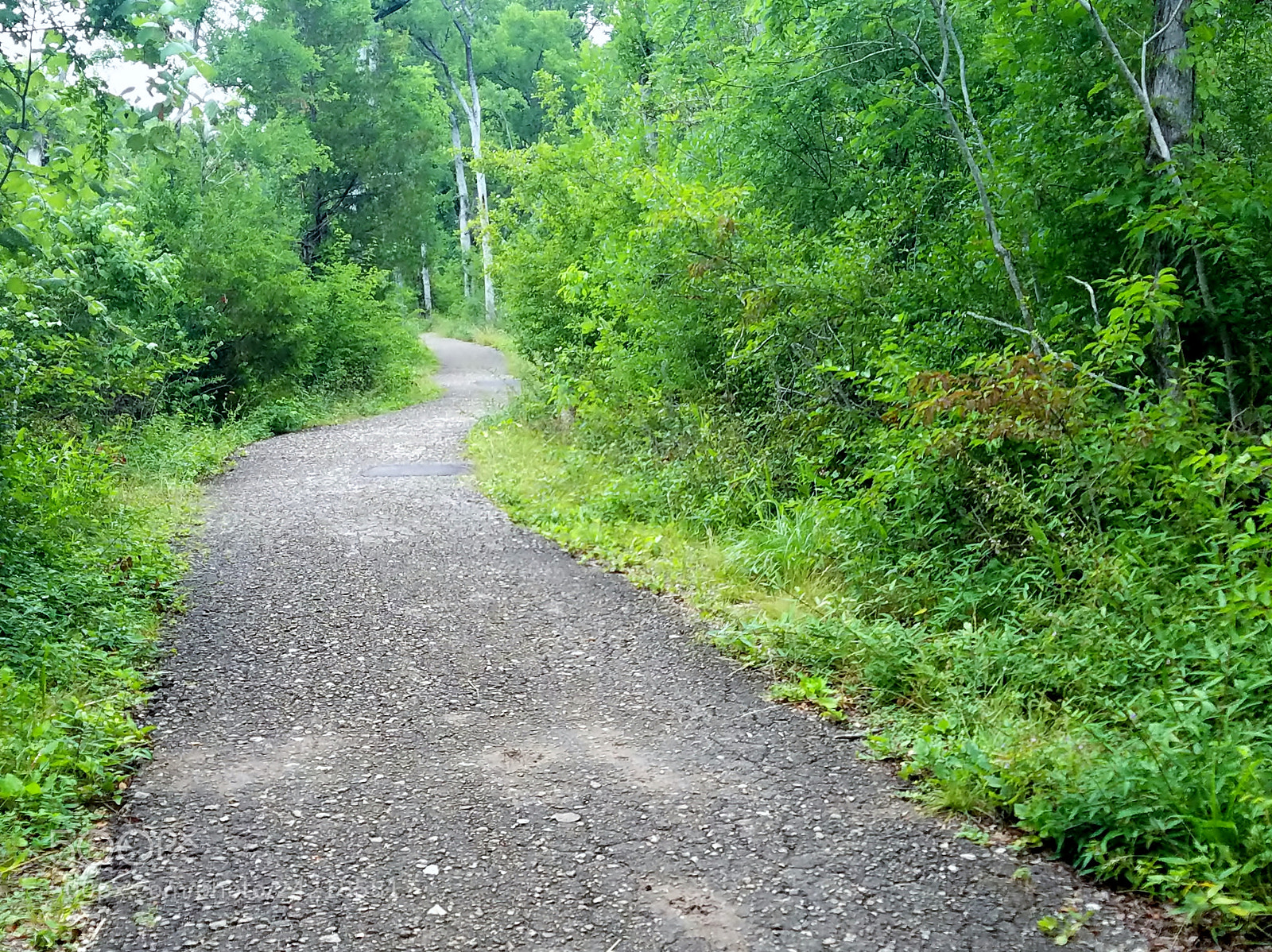 Samsung Galaxy S7 sample photo. Nature pathway 2 photography