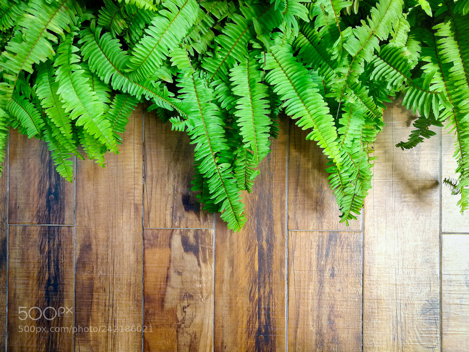 HUAWEI P10 Plus sample photo. Wooden board with green photography