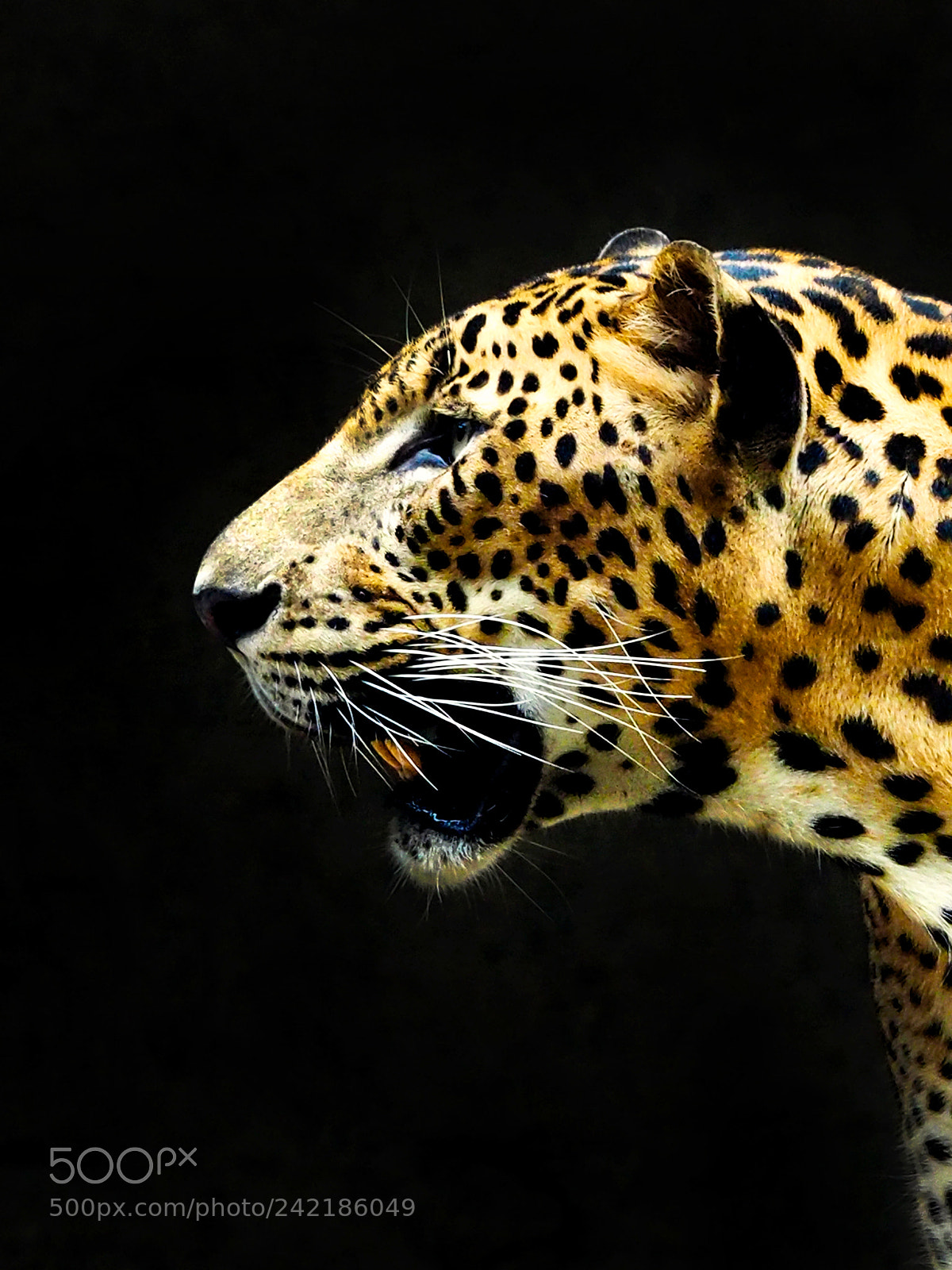 Olympus OM-D E-M1 sample photo. Sri lankan leopard photography
