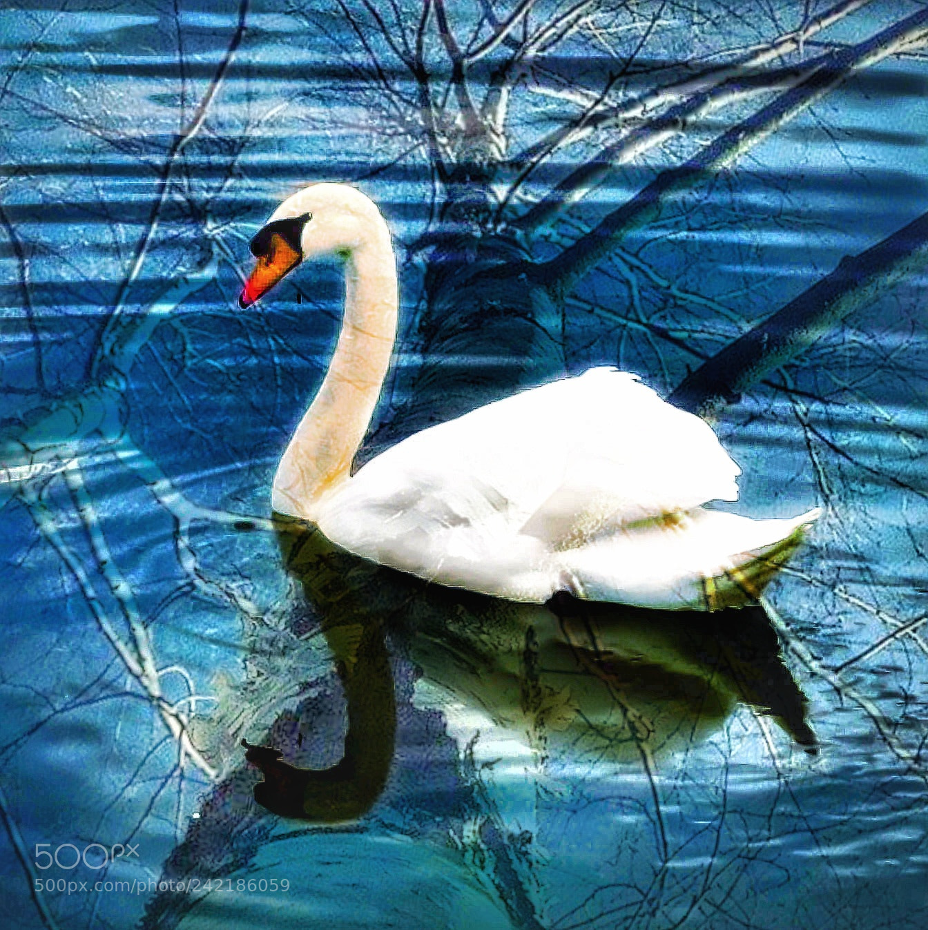Samsung Galaxy S5 sample photo. Łabędź photography